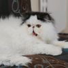 🐾BOULES_DE_POILS🐾