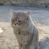 lamora_mohammed
