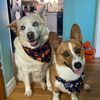 aceandlexi3