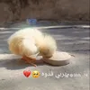 sgaann3
