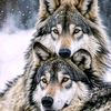 snowwolf5050