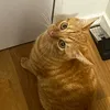 lechatdetiktok0