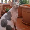 mimiklaus