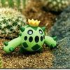 cacnea0
