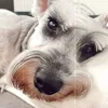 schnauzer.lola