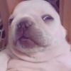pibble