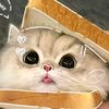 thoon.hnin.san27