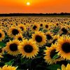 sunflower66398