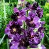 kencanna.wungu5