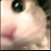 kitty_008ax
