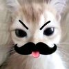 shell_rawr123