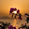 renuka.yonzon
