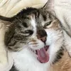 nanathecat12