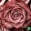 int_299