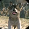 .d_dog