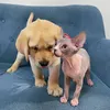 deni_mani_official