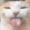 timohaokak_