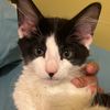 pablo.the.feline