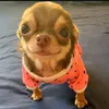 luckdaluck