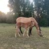 whispering.j.ranch