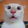 世界でバズった動画