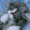 icyyy_putriii24