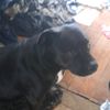 darklord_2066