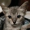nikucing7