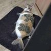 ssz_gato