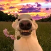 contentcreator.s0