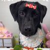 Labrador lucky