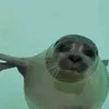 sealy.antarctica