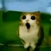 meowll111