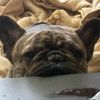 pug_boss1