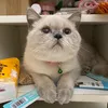 mewnha_hoangha
