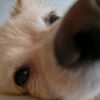 dogcute0810