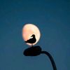 alonemoon001