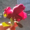 nurnobii398123524