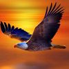 mohamed_badamed25
