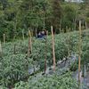Masagena_ Farm🌱