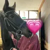 annabellespferdelebe