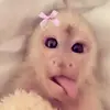 dreamy_tankz