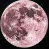 sakura_rondoo