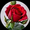 user9828681992176