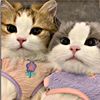 fatemeh.baji