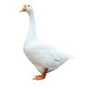 goose1941
