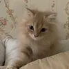 kittyisnotacat_