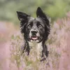 expawsition