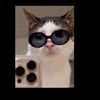 gatitos mantenidos😹