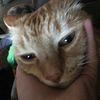 mafiosoxchance36